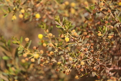 Acacia melleodora