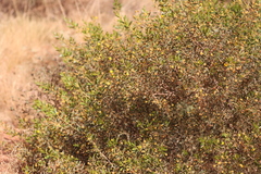 Acacia melleodora