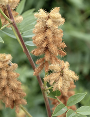 Glycyrrhiza lepidota