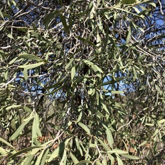 Alectryon oleifolius