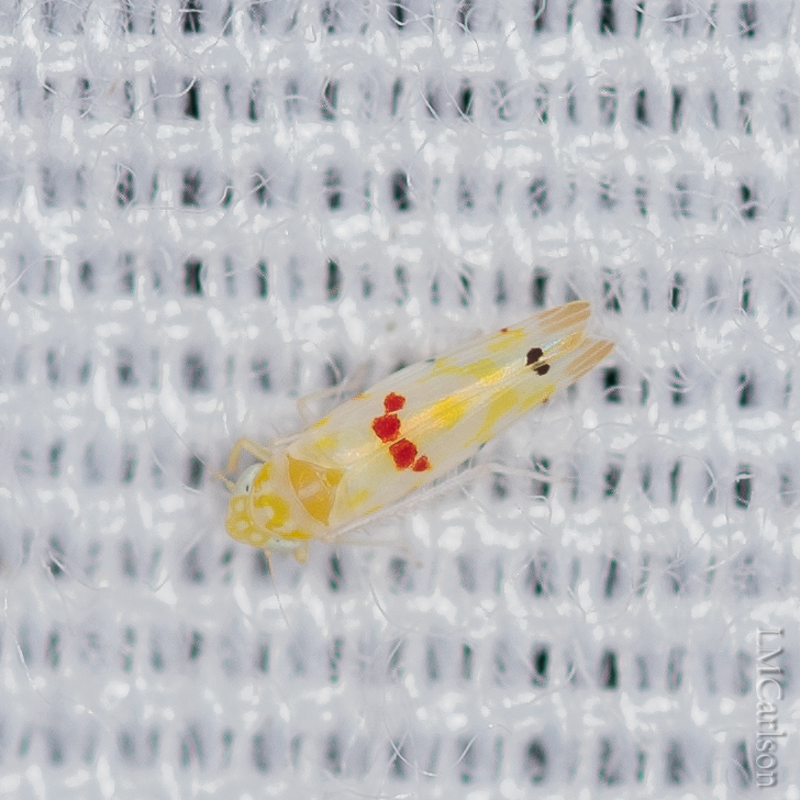 Eratoneura stoveri