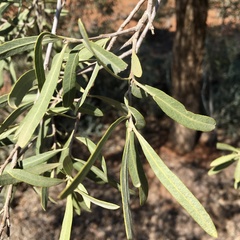 Alectryon oleifolius