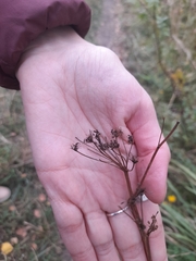 Cenolophium denudatum