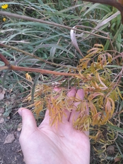 Cenolophium denudatum