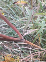 Cenolophium denudatum