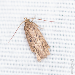 Glyphidocera juniperella
