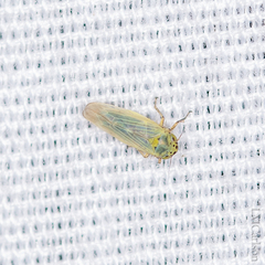 Macrosteles quadrilineatus