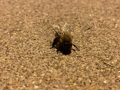 Apis mellifera