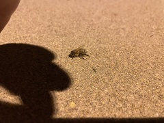 Apis mellifera