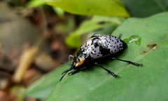 Cypherotylus guatemalae