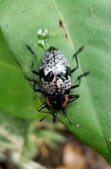 Cypherotylus guatemalae