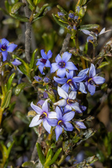 Halgania andromedifolia
