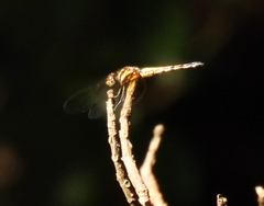 Trithemis festiva