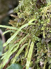 Notogrammitis angustifolia