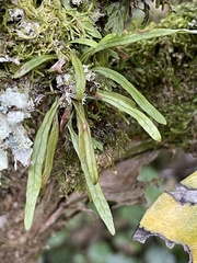 Notogrammitis angustifolia