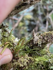 Notogrammitis angustifolia