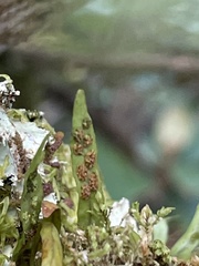 Notogrammitis angustifolia