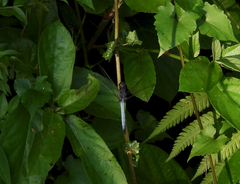 Orthetrum triangulare