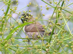 Spermestes cucullata scutata