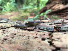 Hemphillia dromedarius