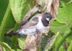 Spermestes cucullata scutata