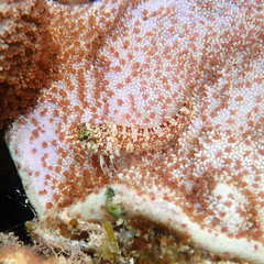 Enneapterygius rufopileus