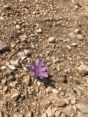 Colchicum parlatoris