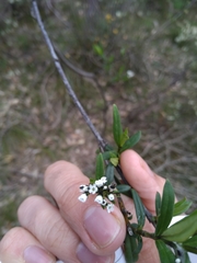 Logania recurva