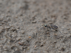 Eunota gabbii