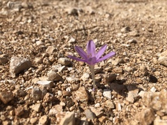 Colchicum parlatoris