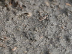 Eunota gabbii