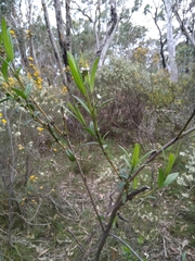 Logania recurva