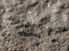 Eunota gabbii