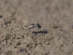 Eunota gabbii