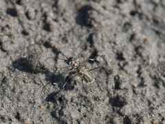 Eunota gabbii