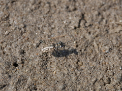 Eunota gabbii