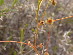 Drosera subhirtella