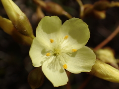 Drosera subhirtella