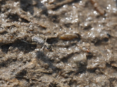 Eunota gabbii