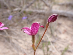 Elythranthera × intermedia