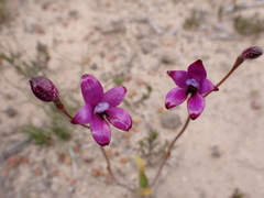 Elythranthera × intermedia