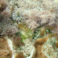 Enneapterygius rufopileus