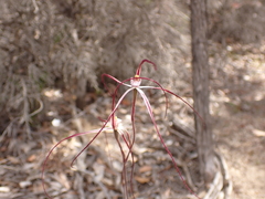 Caladenia erythronema