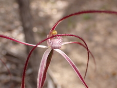 Caladenia erythronema