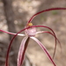 Caladenia erythronema - Photo (c) Felix Nicholls, some rights reserved (CC BY-NC), uploaded by Felix Nicholls