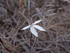 Caladenia saccharata