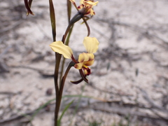 Diuris brachyscapa