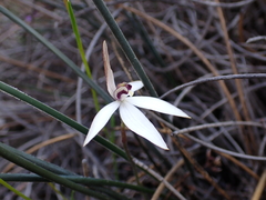 Caladenia saccharata