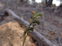 Pterostylis occulta