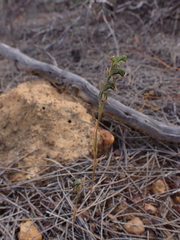 Pterostylis occulta